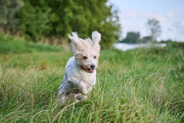 17. Collage Challenge / Springende Fellnasen-Beitrag-Bild