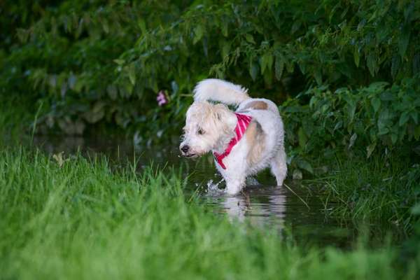 Hundeschwimmen-Beitrag-Bild