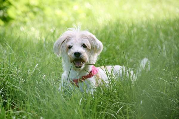 Auslandstierschutz-Beitrag-Bild