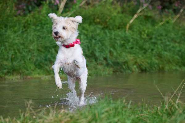 17. Collage Challenge / Springende Fellnasen-Beitrag-Bild