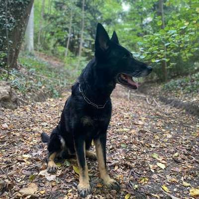 Hundetreffen-Social Walk in Oberachern-Bild