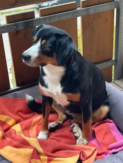 Hundetreffen-Robuste Spielpartner gesucht für Cara-Bild