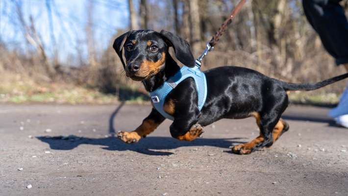 Die Dogorama Kalender Challenge 4/4-Beitrag-Bild