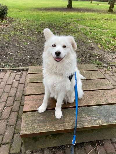 Mischlinge - die beste Rasse die es gibt-Beitrag-Bild