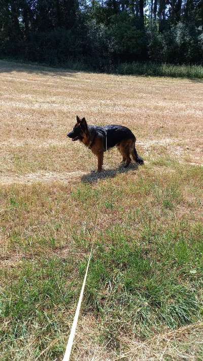 Deutsche Schäferhunde, Belgische Schäferhunde.-Beitrag-Bild