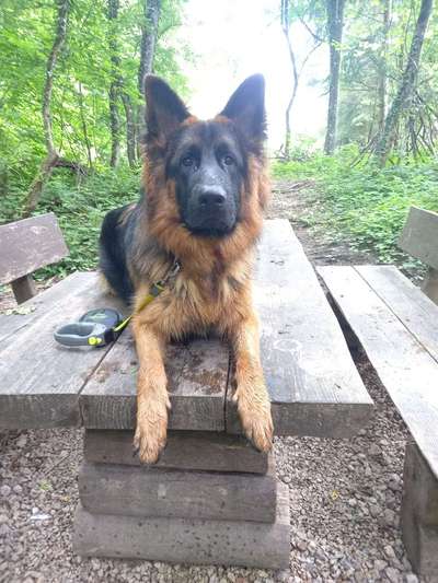 Deutsche Schäferhunde, Belgische Schäferhunde.-Beitrag-Bild