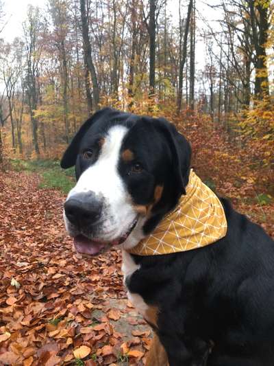 Schweizer Sennenhunde-Beitrag-Bild