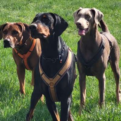 Hundetreffen-Canicross in Neustadt und Umgebung