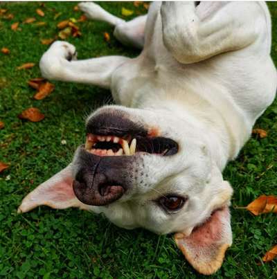 Fotochallenge Nr. 47 - Zeigt die Zähne-Beitrag-Bild