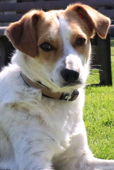 Kromforländer gesucht-Beitrag-Bild