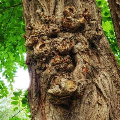 Bäume mit Gesicht-Beitrag-Bild