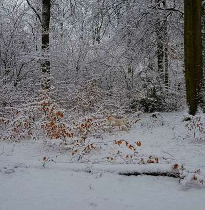 Fotochallenge 61 ~ Schnee-Beitrag-Bild