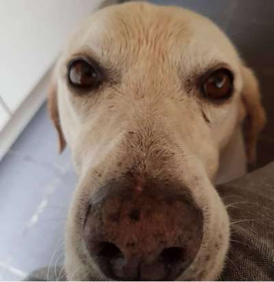 Zeigt mir die tollste Nahaufnahme von eurer Fellnase-Beitrag-Bild