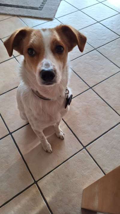 Kromfohrländer-Beitrag-Bild