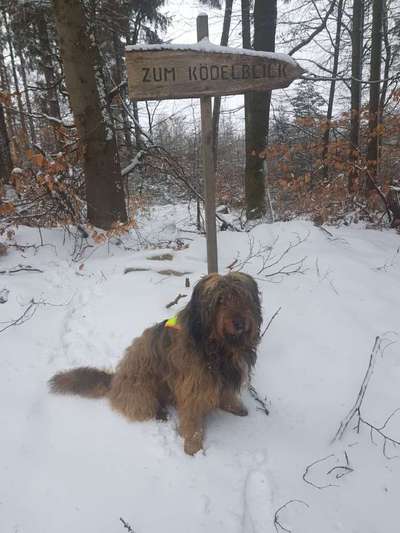 Mischlinge raten - Rätselspaß-Beitrag-Bild