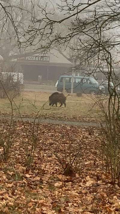 Giftköder-Wildschwein on tour-Bild