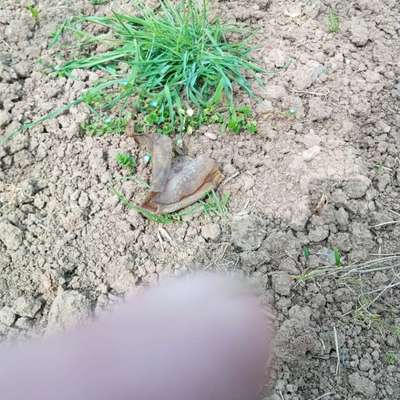 Giftköder-Giftkoeder ?-Bild