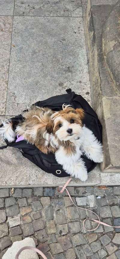 Hundetreffen-Ilvy sucht Spielpartner-Bild