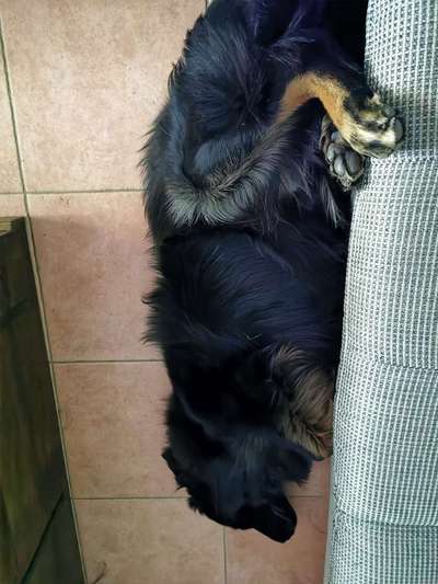 Die Dogorama Wochen Challenge-Beitrag-Bild