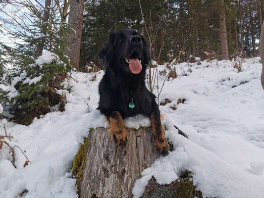 Hovawart-Beitrag-Bild