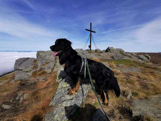 Die Dogorama Kalender Challenge Titelbild-Beitrag-Bild