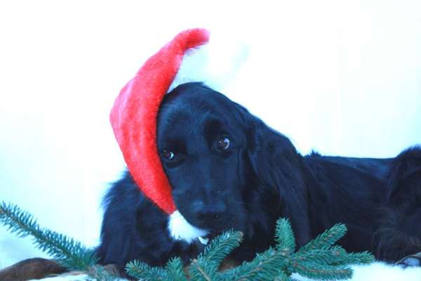 Dogorama Photo Challenge - Weihnachtsbaum-Beitrag-Bild