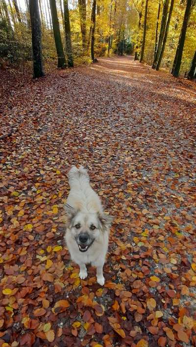 Hunde aus Rumänien-Beitrag-Bild