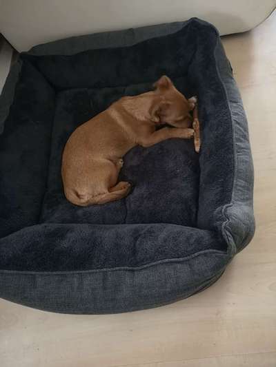 Welpe zur Ruhe bringen-Beitrag-Bild