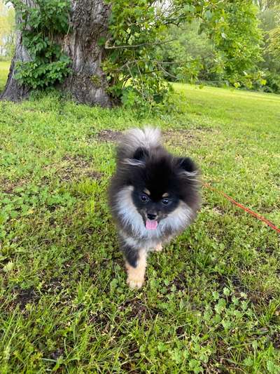 Die Dogorama Monats Challenge "Es grünt und blüht"-Beitrag-Bild