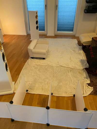 Weihnachten mit Junghund-Beitrag-Bild