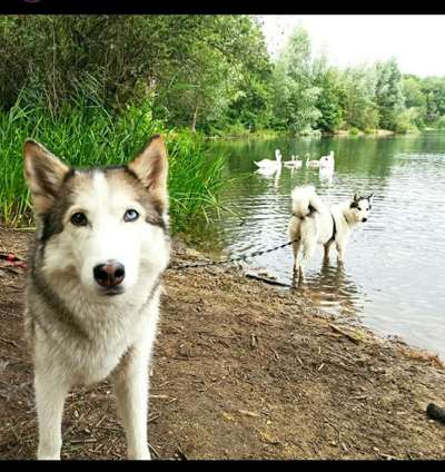 Hundetreffen-Huskytreffen Köln Mülheim-Bild