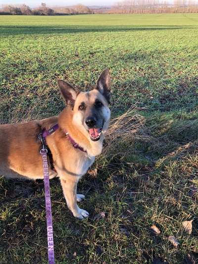 Tierschutz - Auslandstierschutz oder örtliches Tierheim?-Beitrag-Bild