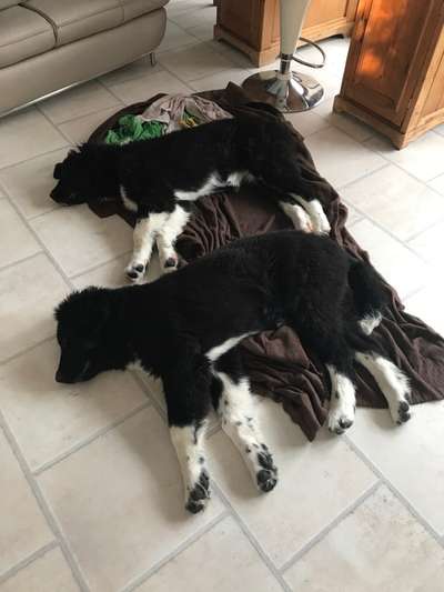 Als Welpen sind sie alle noch süßer-Beitrag-Bild