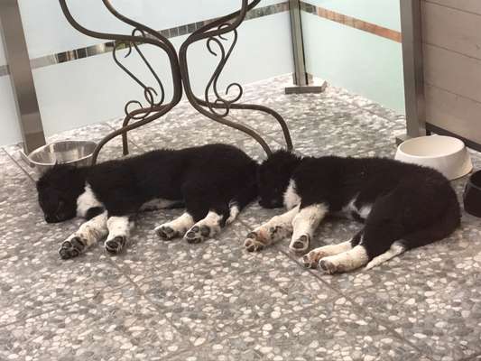 Als Welpen sind sie alle noch süßer-Beitrag-Bild