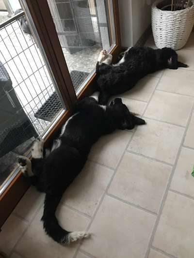 Als Welpen sind sie alle noch süßer-Beitrag-Bild