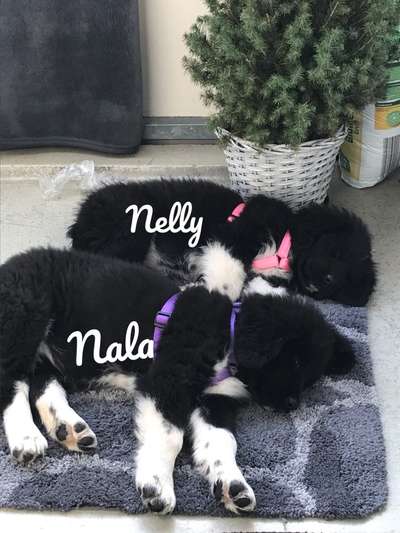 Als Welpen sind sie alle noch süßer-Beitrag-Bild