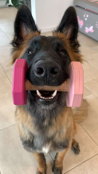 Hundetreffen-Trainingspartner gesucht-Bild