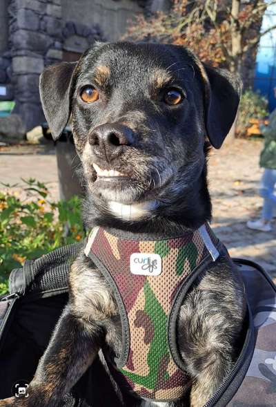 Dogorama Photo Challenge - Portrait-Beitrag-Bild