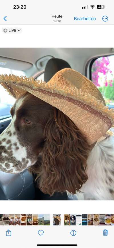 Dogorama Photo Challenge - Festliches Accessoires-Beitrag-Bild