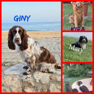 40.Collagen Challenge - Hundefreunde-Beitrag-Bild