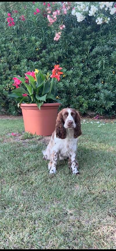 Schlappohren Suche <3-Beitrag-Bild