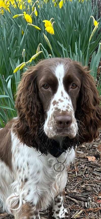 Schlappohren Suche <3-Beitrag-Bild