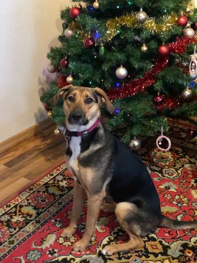 Schäferhund-Beitrag-Bild