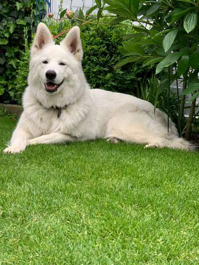 eure Spitznamen für die Vierbeiner-Beitrag-Bild