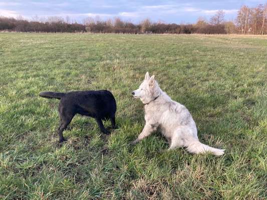 FOTOCHALLENGE 72 - Glücklicher Hund im Schmuddel-Look-Beitrag-Bild