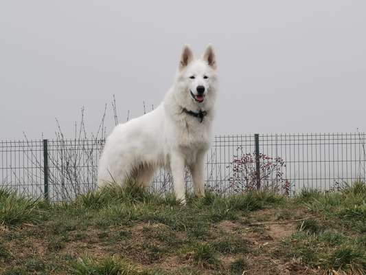 39. Collagen Challenge - Dein Hund auf einer Wiese-Beitrag-Bild