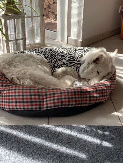 Pyometra, muss man jetzt kastrieren lassen?-Beitrag-Bild