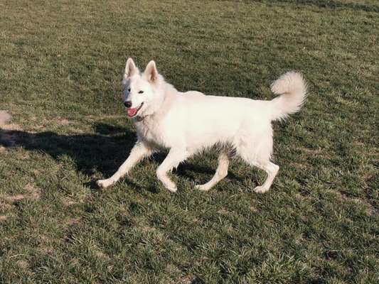 39. Collagen Challenge - Dein Hund auf einer Wiese-Beitrag-Bild