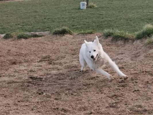 39. Collagen Challenge - Dein Hund auf einer Wiese-Beitrag-Bild