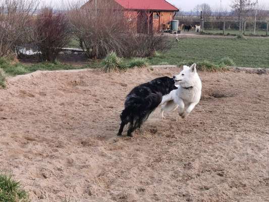 Hunde in Action-Beitrag-Bild